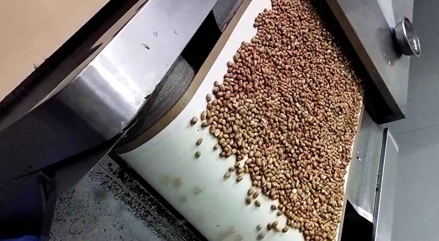 花生囊乳花生干燥設備視頻